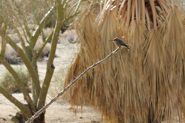 hummer-oasis-of-mara-6-30-14-thumb-630x420-100258