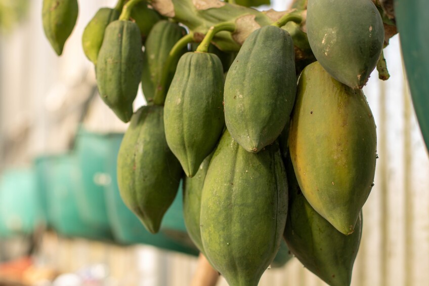 A bunch of green papayas hang off a branch.