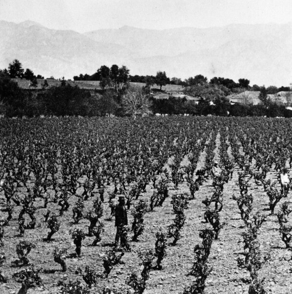 Pasadena vineyard