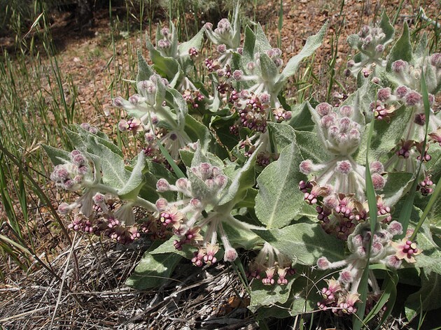 asclepias-californica