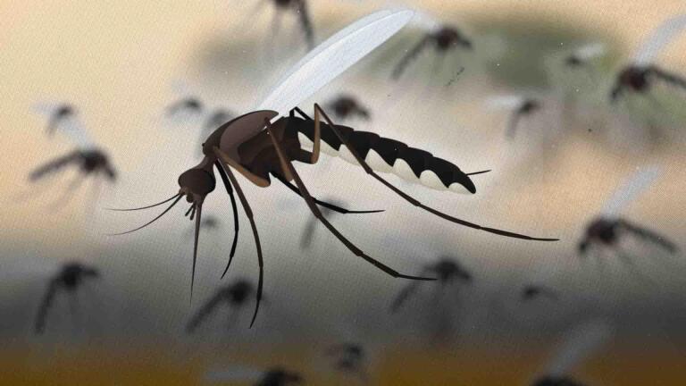 We Helped Make Mosquitoes A Problem