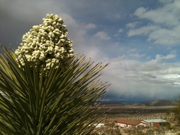 jtreeblossoms-3-20-13-thumb-600x450-47438