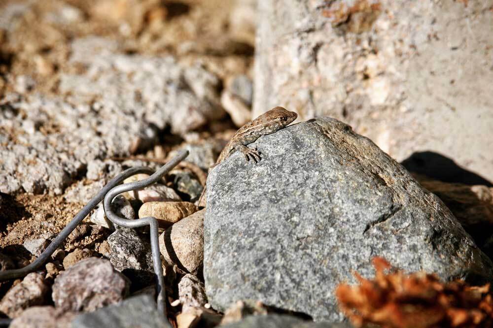 A western fence lizard suns itself among curly remnants of a chain-link fence at Taylor Yard. | Courtney Cecale