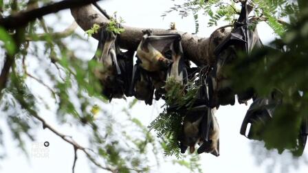 To crack Ebola's code, scientists search for animal host