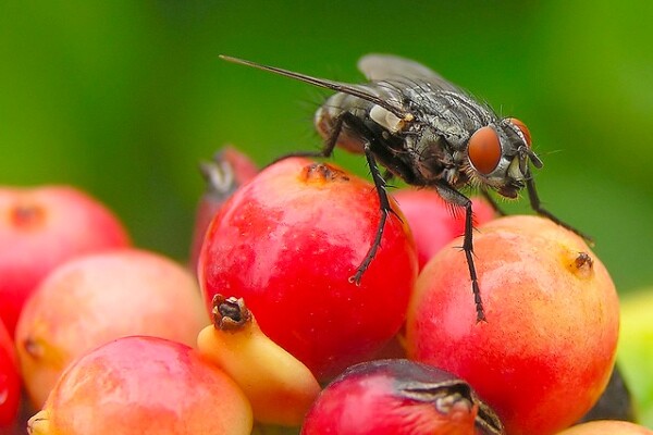 fruitflies