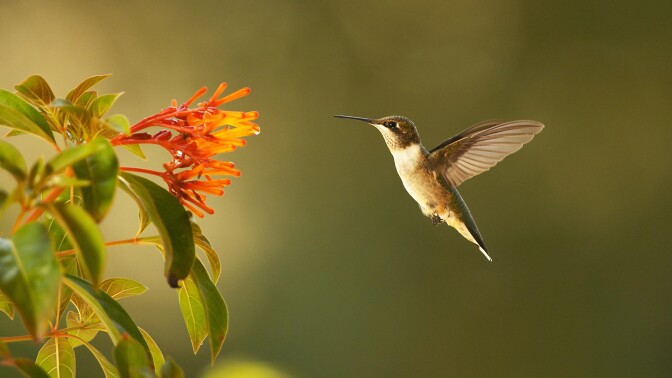 A hummingbird hovers beside a flower. | From "Super Hummingbirds."
