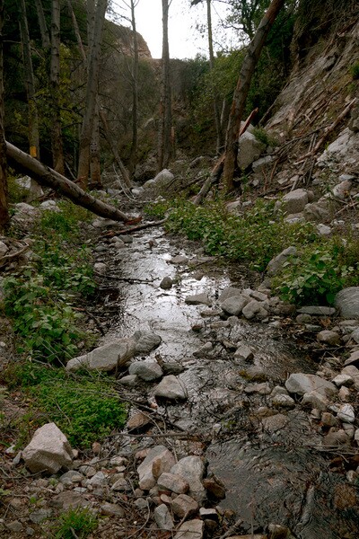 The natural beauty of the Arroyo Seco remains in the upper sections of the stream. Photo by Yosuke Kitazawa | KCET