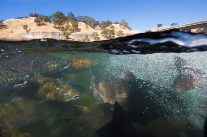 Salmon Under Water