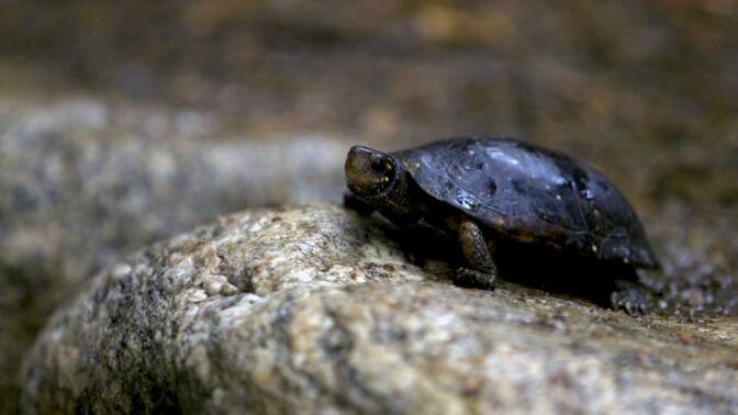 A spotted turtle, a species endangered on the East Coast of the United States, in a botanical garden at UCLA. | Still from "Urban Ark Los Angeles."