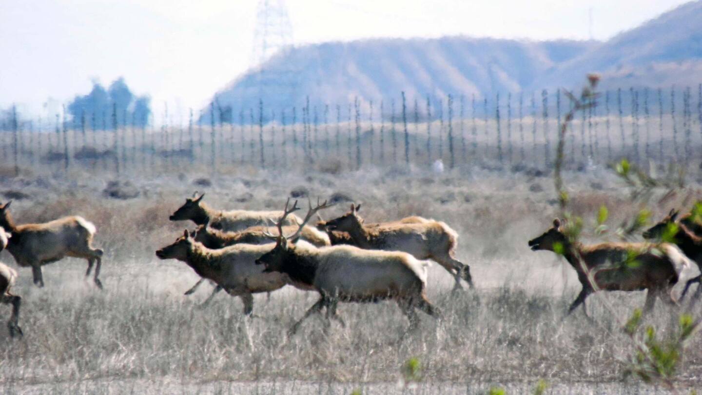 elk