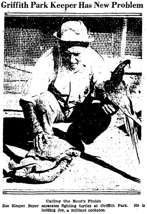 'Battling Turtles Enliven Zoo' | Los Angeles Times, July 6, 1931