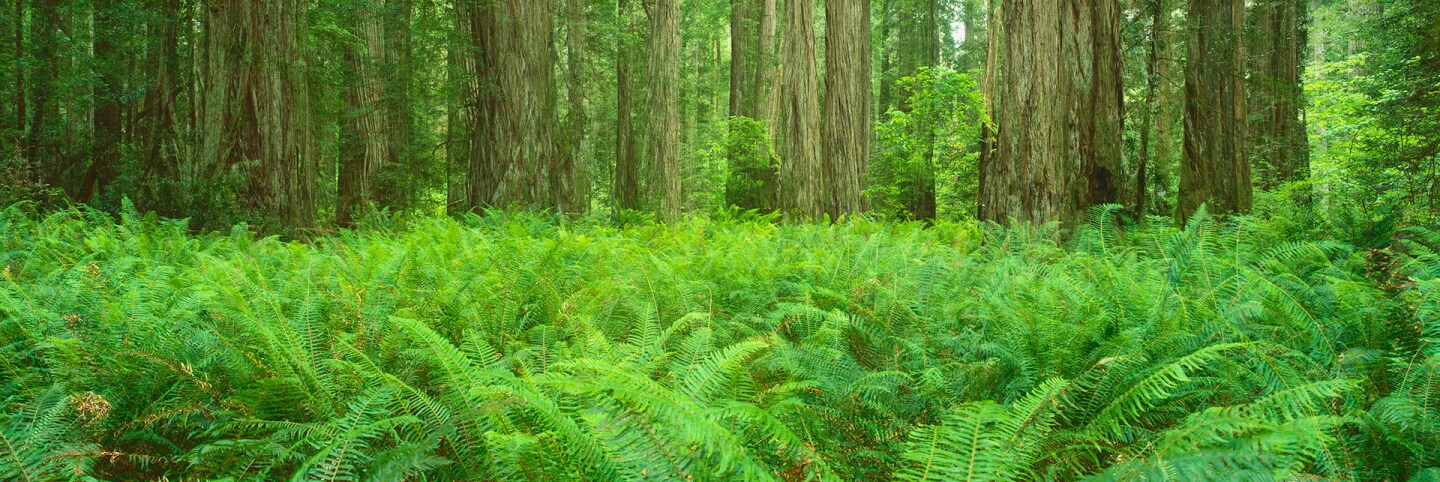 redwoods primary