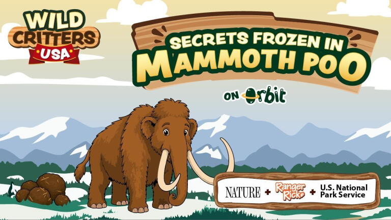 Wild Critters USA