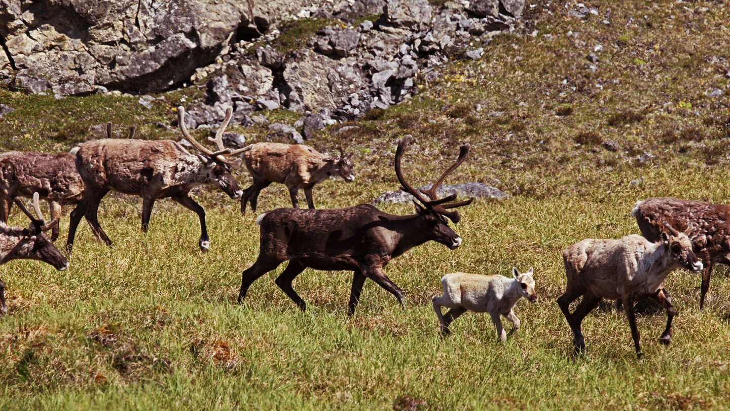 Caribou walking in a field.