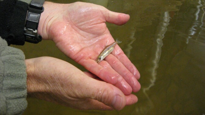smelt-hands-8-28-16.jpg