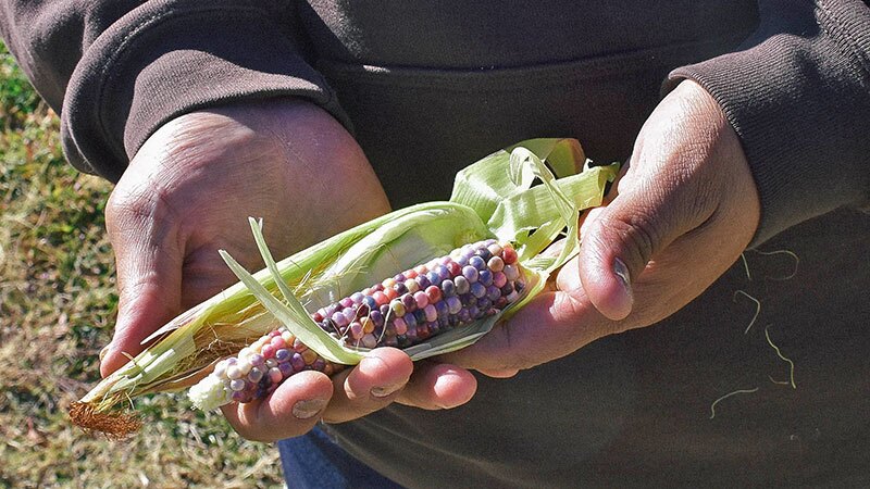 Joseph miller holds an ear of glass corn