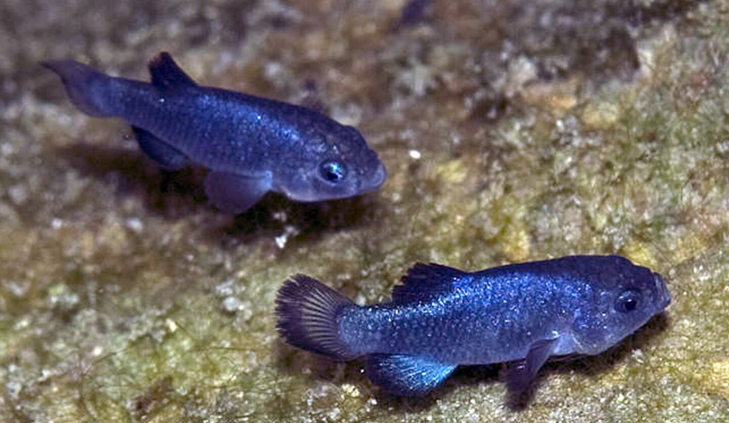 devils-hole-pupfish-3-21-16.jpg