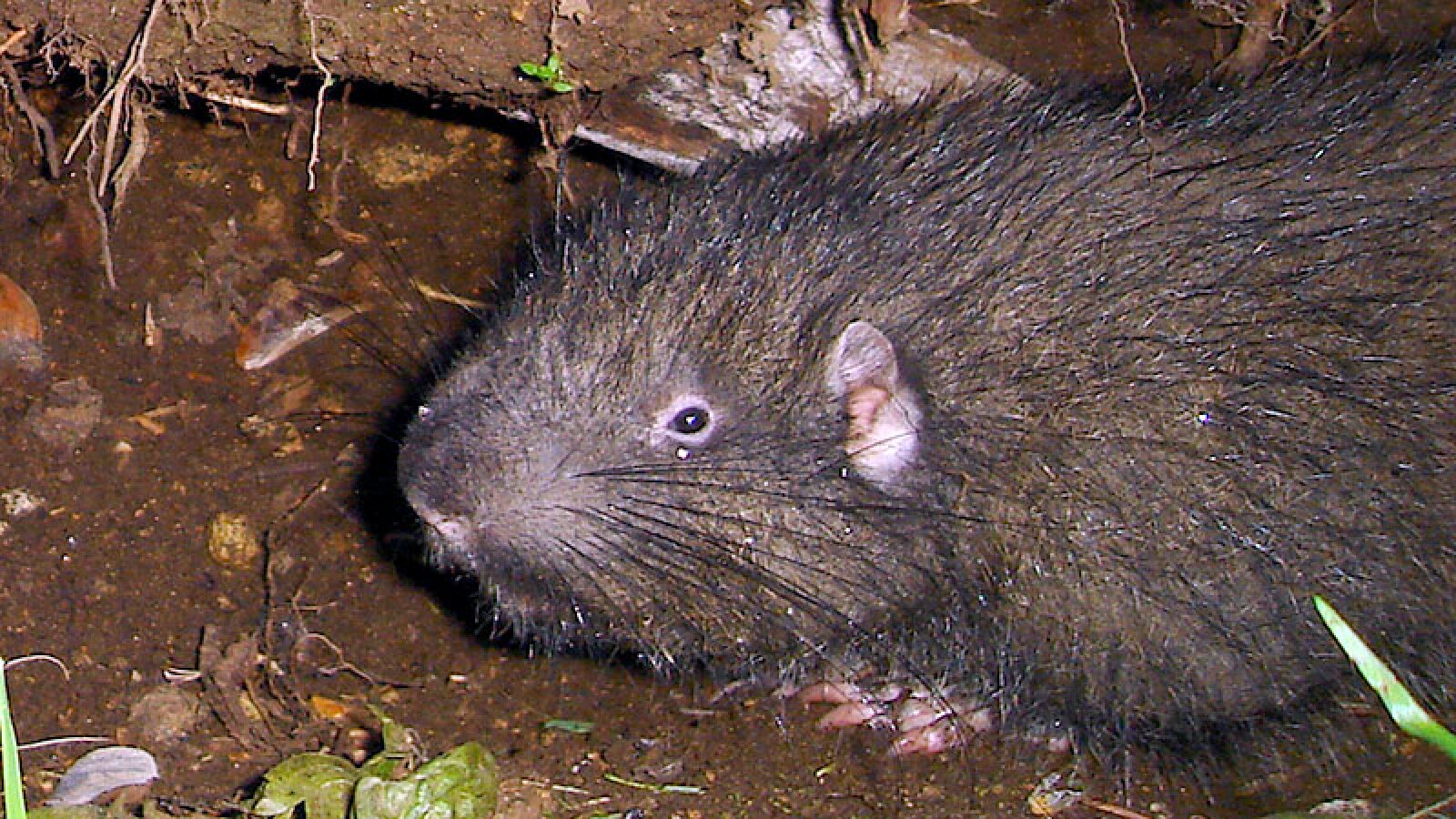 Five California Animals You Will Never See KCET