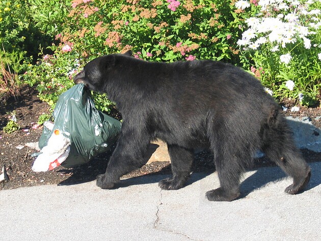 problem-bears-12-13-15-thumb-630x472-100081