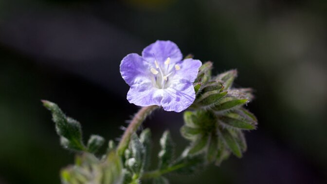 Phacelia | Photo: Chris Clarke