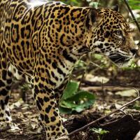 Preview of Jaguar Beach