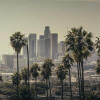 Combating Climate Change with Trees