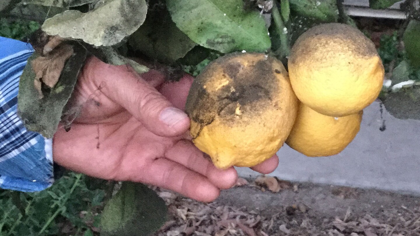 guillermo-cornejo-lemons-9-30-16.jpg