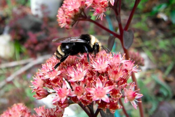 masonbee1