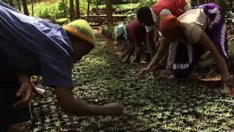 Wangari Maathai Sees the Forest for the Trees