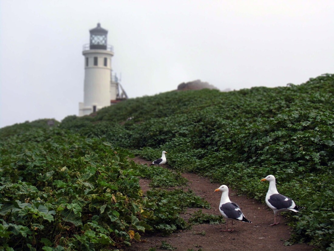 Anacapa Island: Lighthouse