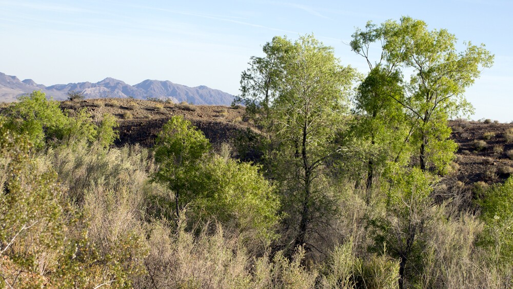 At Bonanza Spring | Photo: Chris Clarke