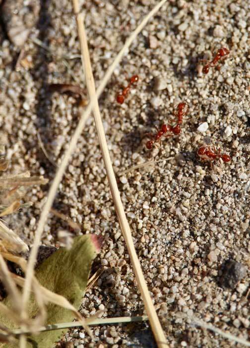Fire ants from South America crawl through Taylor Yard. | Courtney Cecale
