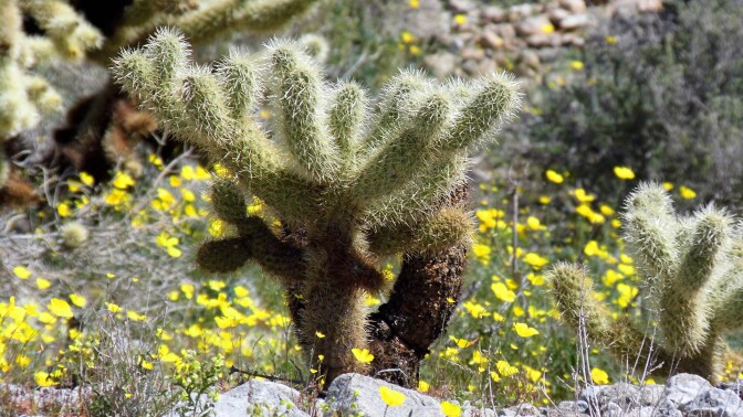 cactus in anza borrego