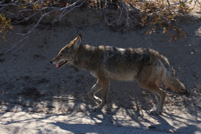 natives-coyote-8-8-16.jpg