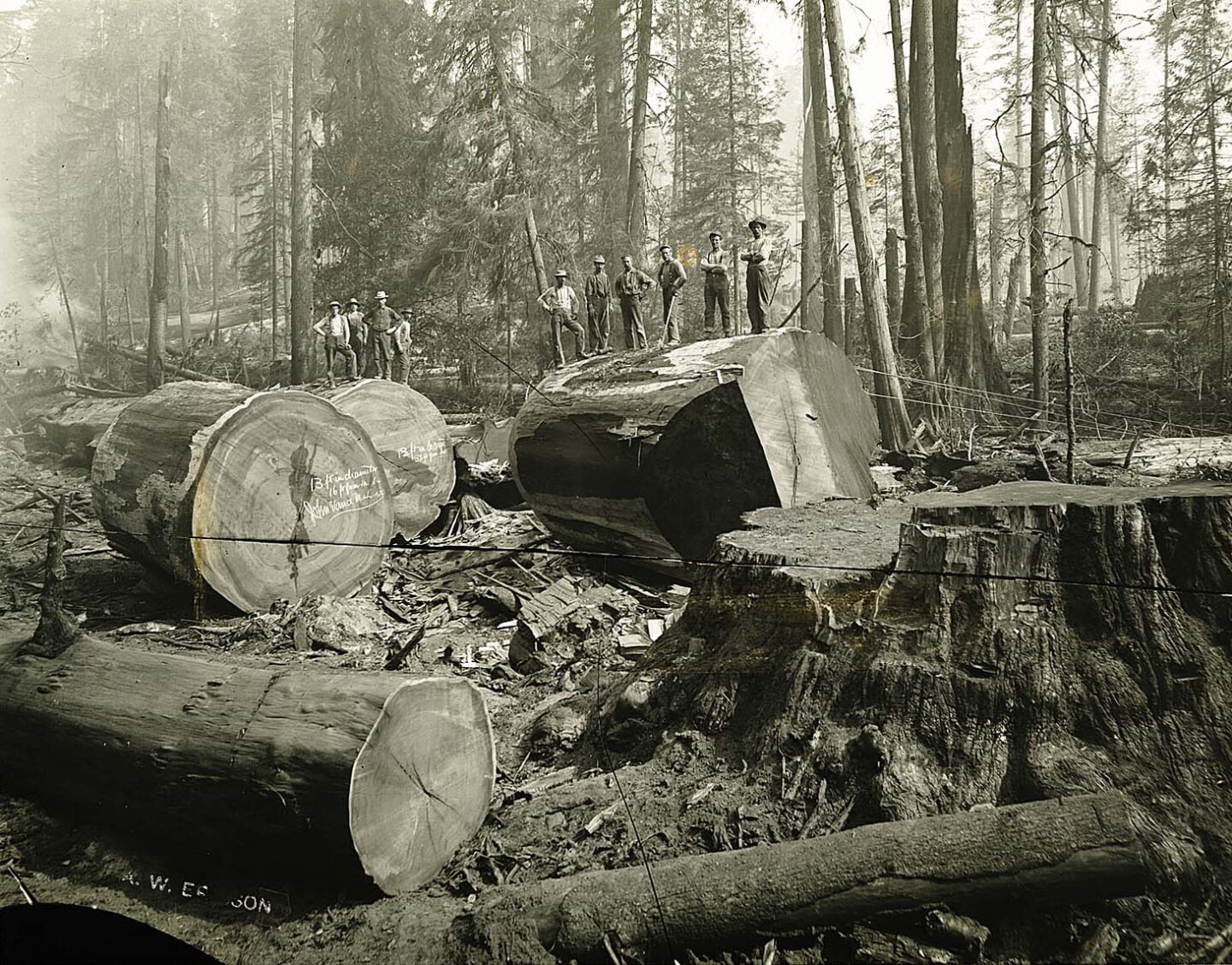 Men posing atop sections of redwood logs