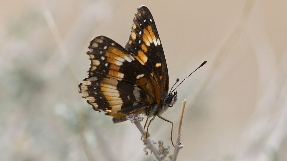 Bordered patch butterfly | Photo: David Lamfrom