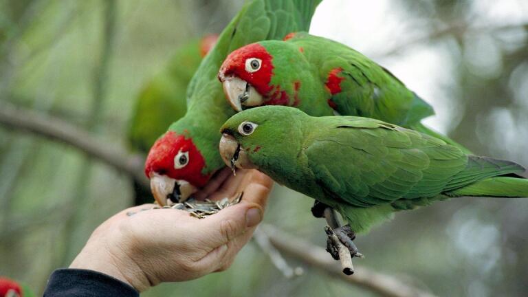 The Wild Parrots of Telegraph Hill: Bohemian St. Francis