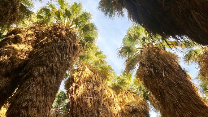 Looking up at palm trees at Thousand Palms Oasis