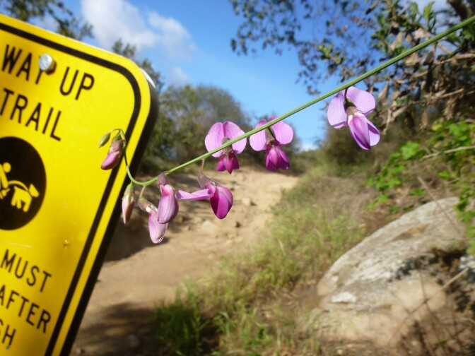 Elfin Forest (1)