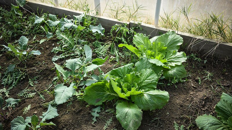 Greens in the Hoop House at Big Pine