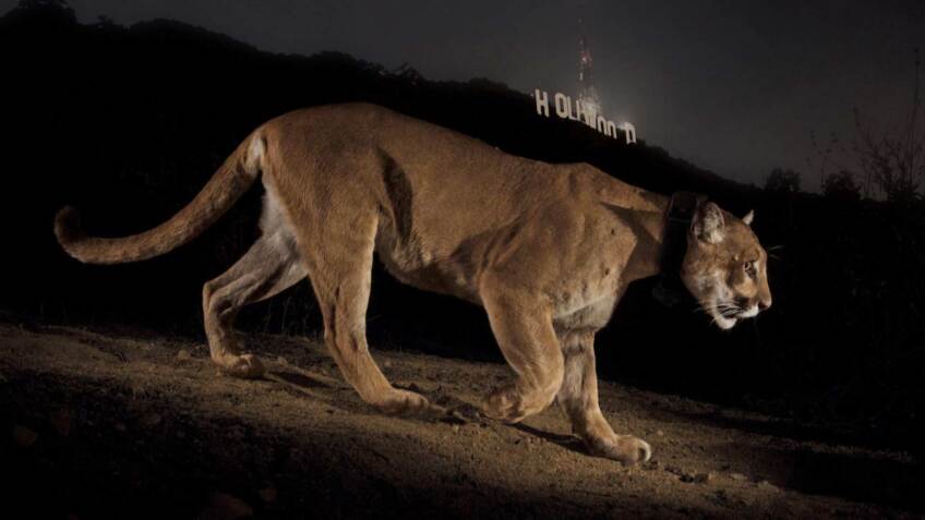 A Tale of Two Mountain Lions - SoCal Connected