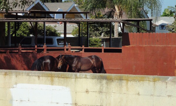 Horses in the back-thumb-600x362-55399