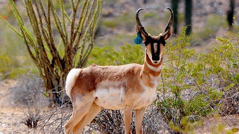 Sonoran pronghorn | Photo: Greg Joder, Arizona Department of Game and Fish