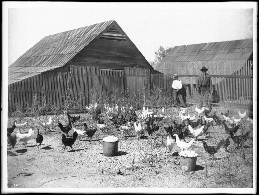 Chickens in an Outdoor Pen on a Chicken Ranch ca. 1900