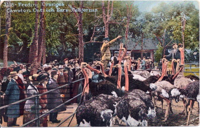 Feeding time at Southern California's ostrich farms was often a highlight. Vistiors enjoyed watching whole oranges slide down the birds' gullets. Postcard courtesy of the David Boule Collection.