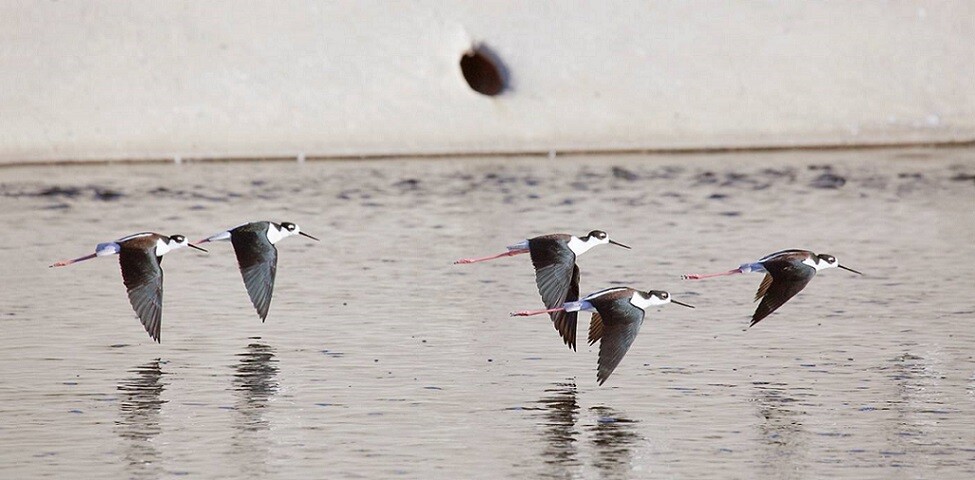 Black Necked Stilts: LA River Birds