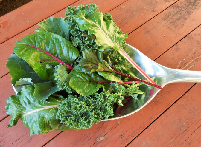 A spoonful of fresh leafy greens. salad greens