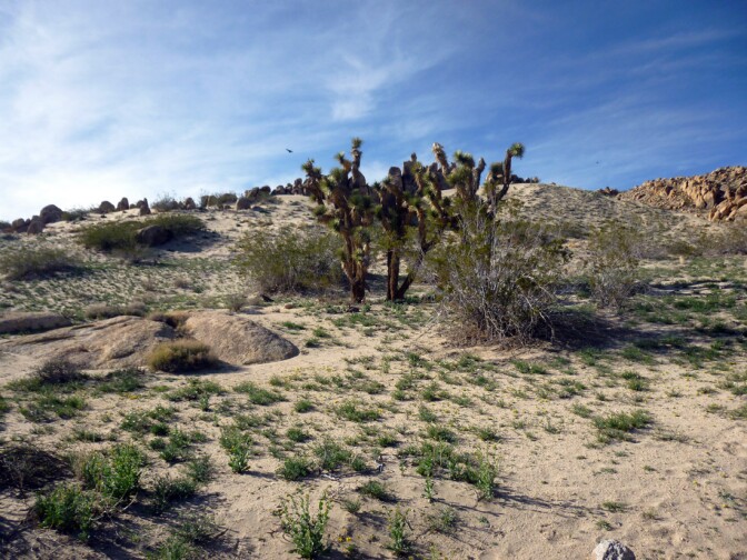 Antelope Valley Indian Museum