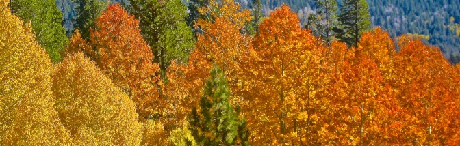 leaves-tahoe-banner-9-10-16.jpg