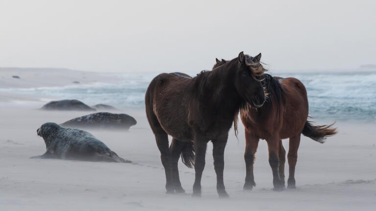 1802 The Seals of Sable Island | Changing Seas | Preview